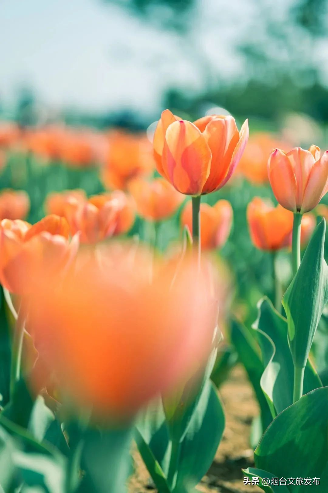 吃遍烟台玩遍美景,带你玩遍烟台