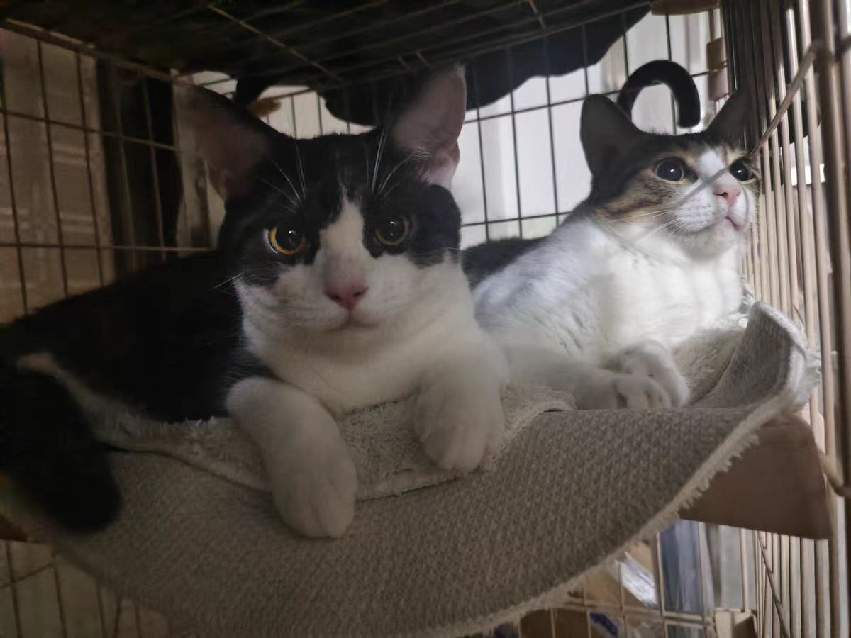 妈咪爱能帮助猫咪调理肠胃吗,猫咪吃什么可以调理肠胃