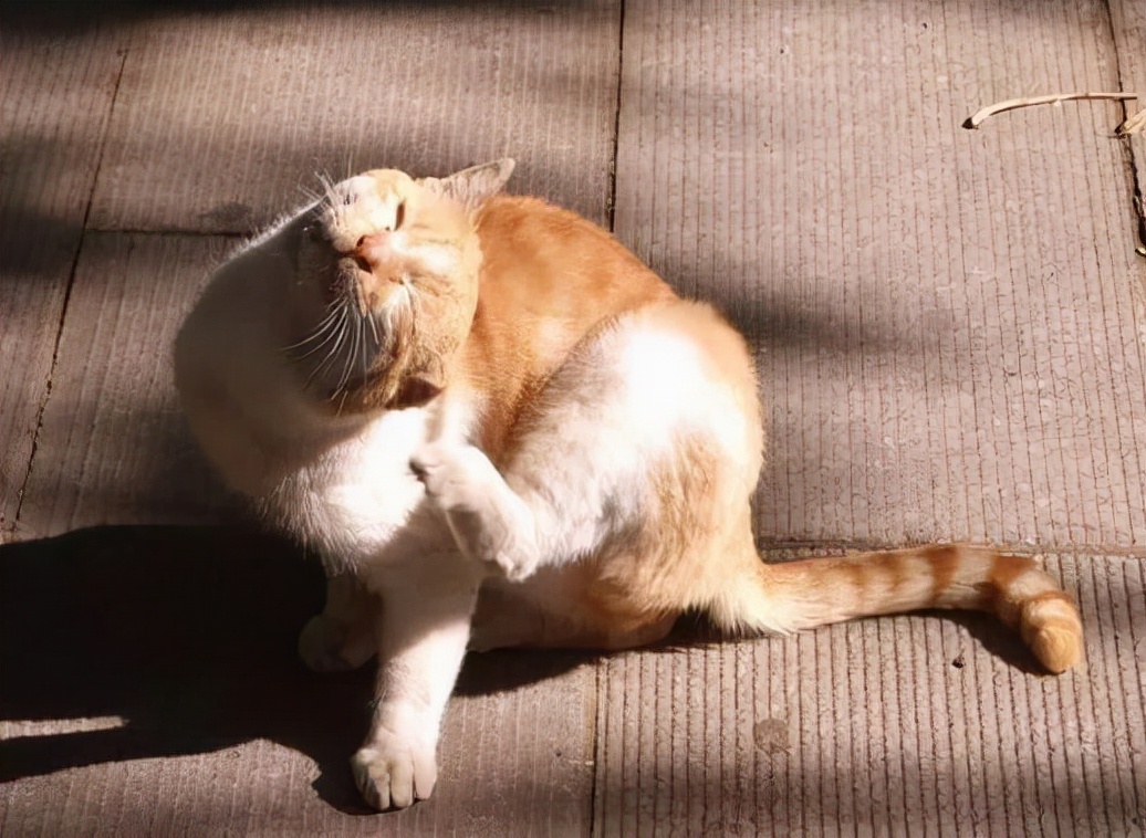 怎么断定猫咪身上有没有跳蚤,怎样判断猫咪身上有跳蚤