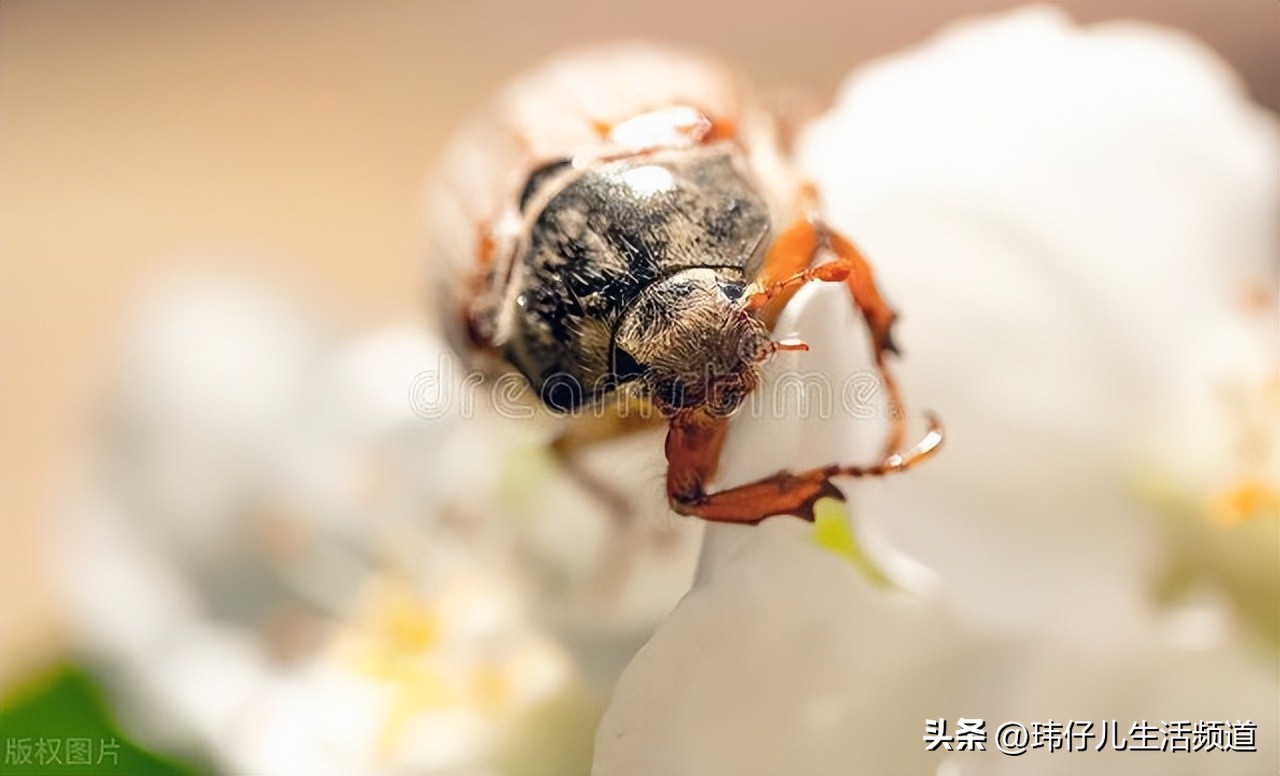 一招告诉你怎么消灭蟑螂最彻底,蟑螂怎么正确消灭最彻底最有效