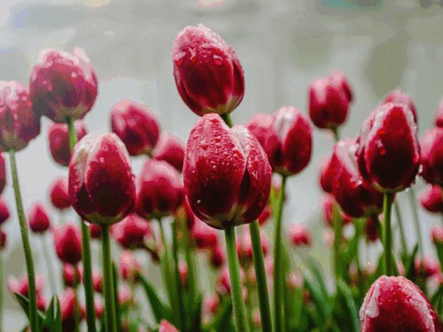 这十种花会招来鬼家里千万别养,家里养3种花忌讳