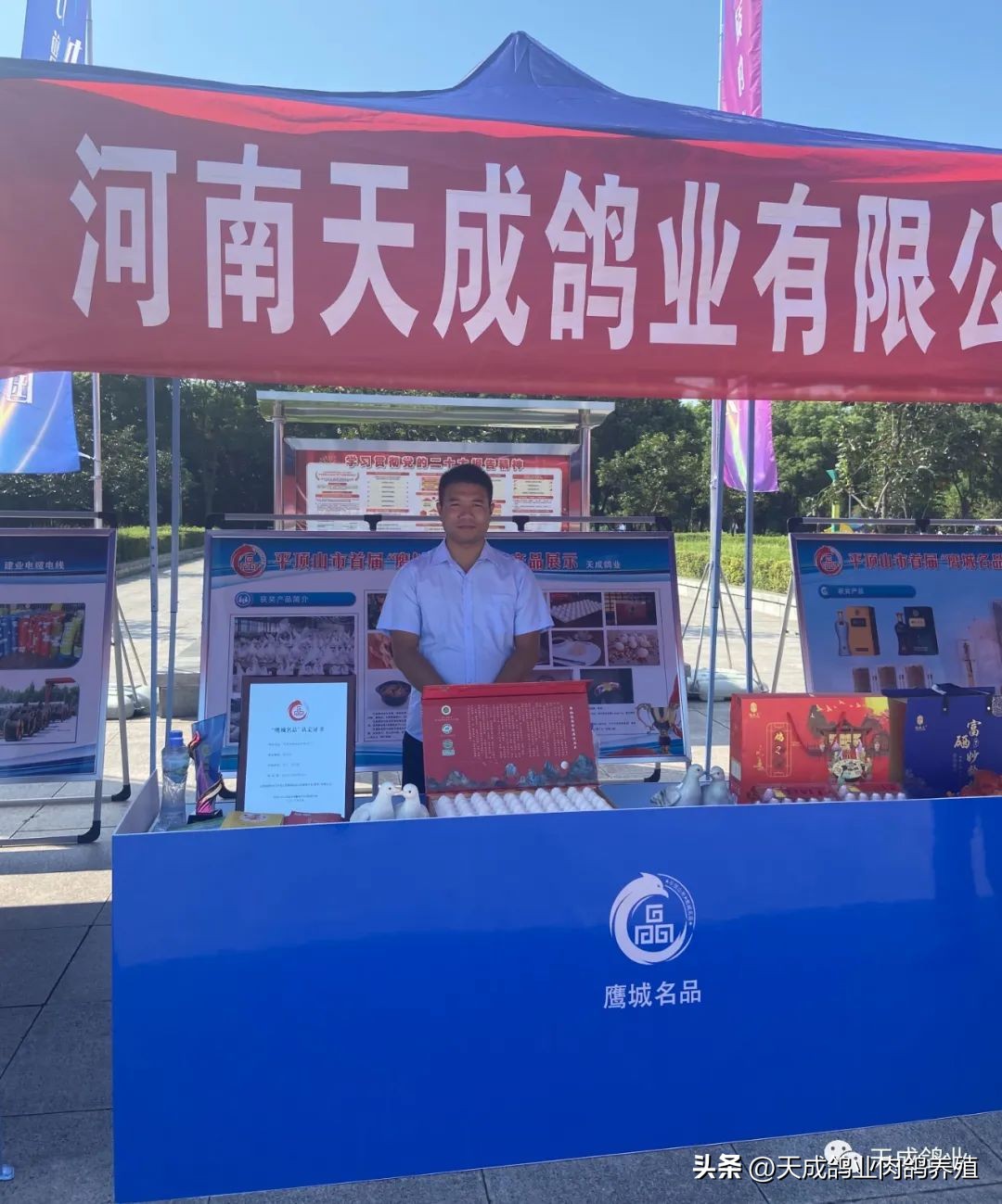 天成鸽业的现状,天成鸽业信鸽