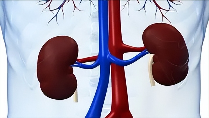 肾脏验血和彩超没问题尿有泡沫,尿里有泡沫是豆类惹的祸吗