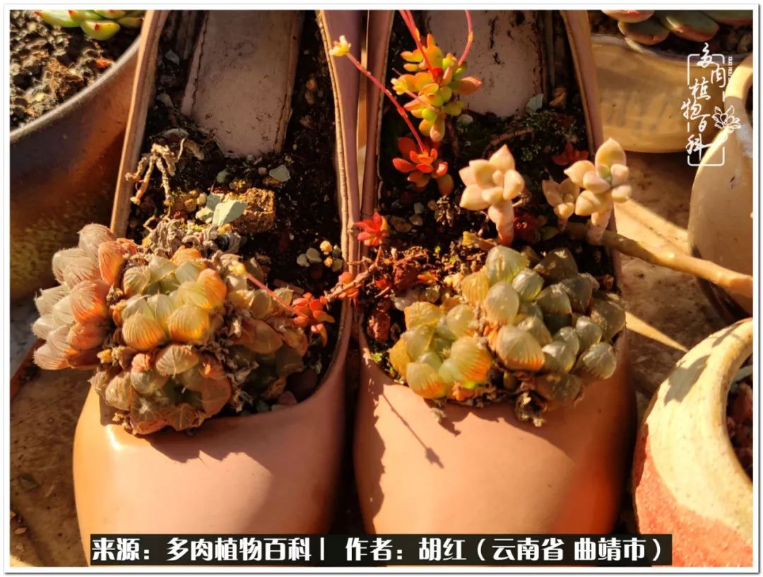多肉植物里的糖,多肉生活的调味剂