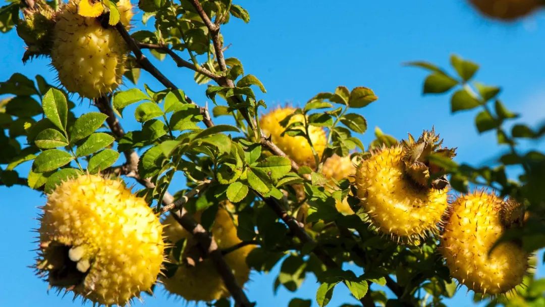 电商助力乡村振兴案例,乡村振兴创新创业电商助农视频