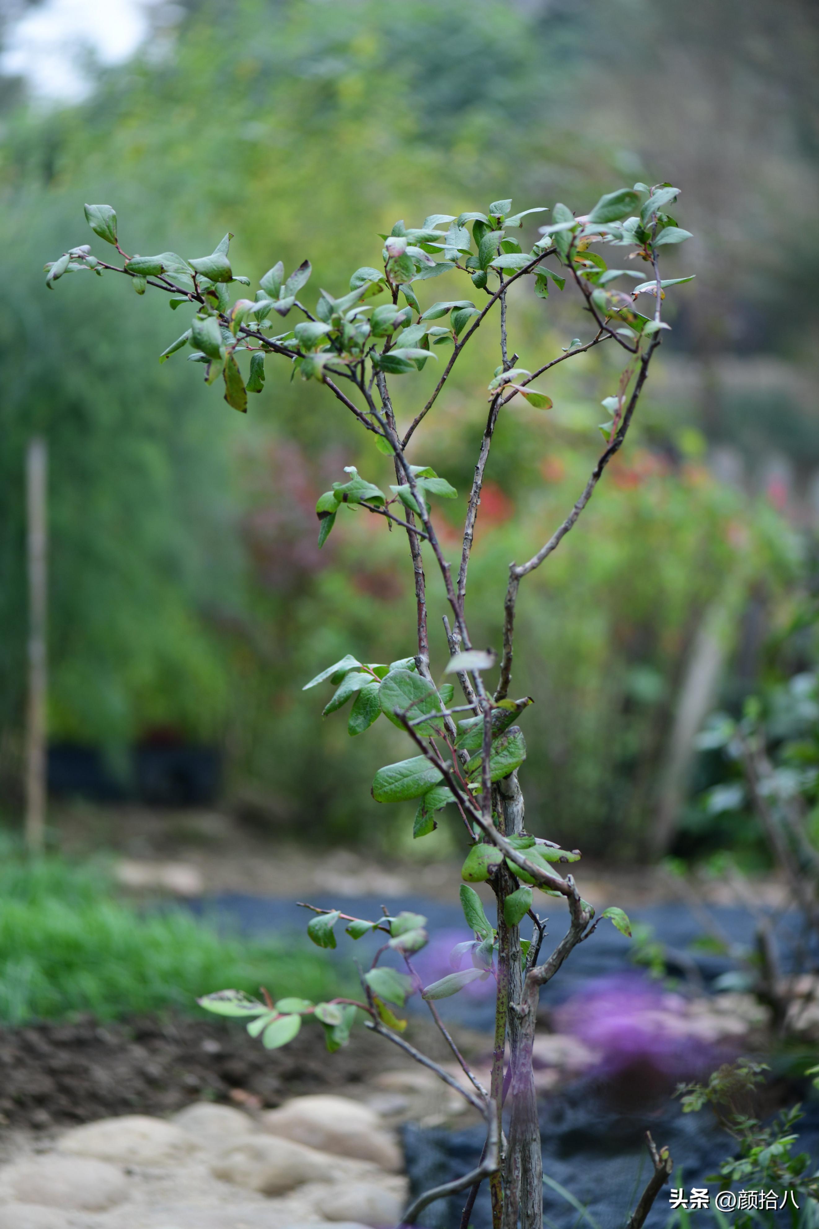 流放到菜地的花儿们，尽情绽放吧，不管在哪里｜园丁