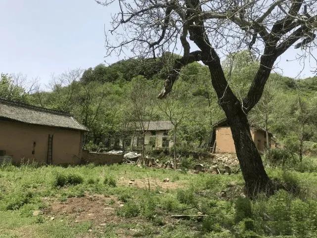 老人言屋前不栽树,树不能随便砍风水