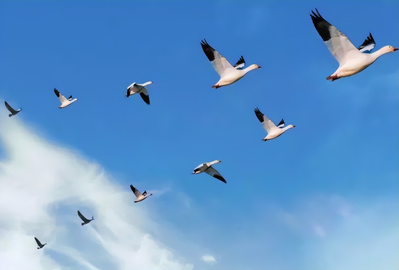 唐朝七律第一大家,唐朝七律中最优秀的作品