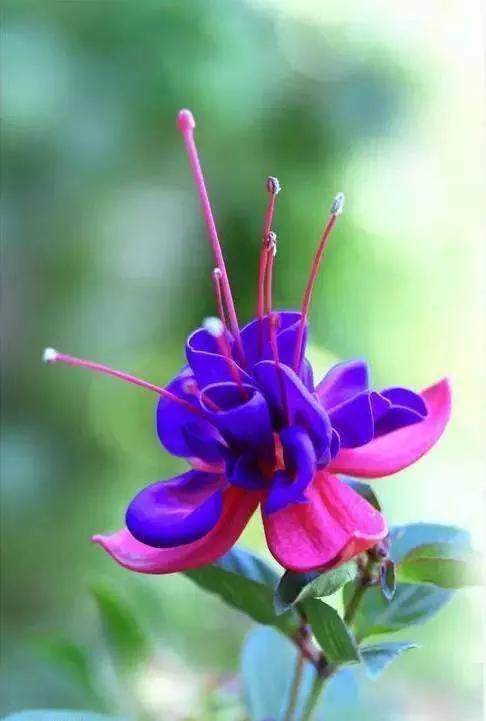 花朵壁纸横版,花朵招财壁纸