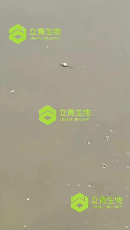 蝌蚪发生水霉病是什么原因,蝌蚪气泡病可以放纯净水里吗