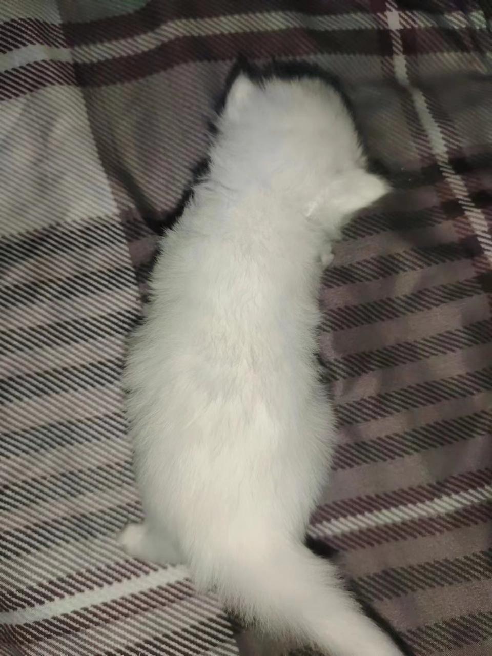 基因克隆最新突破,基因最新突破