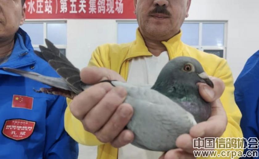 世界杯总决赛7-1,世界杯总决赛后半场回放