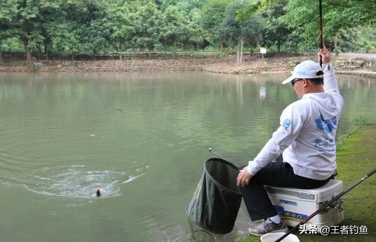 初学者钓鱼怎么中鱼,新手钓鱼什么方法上鱼快