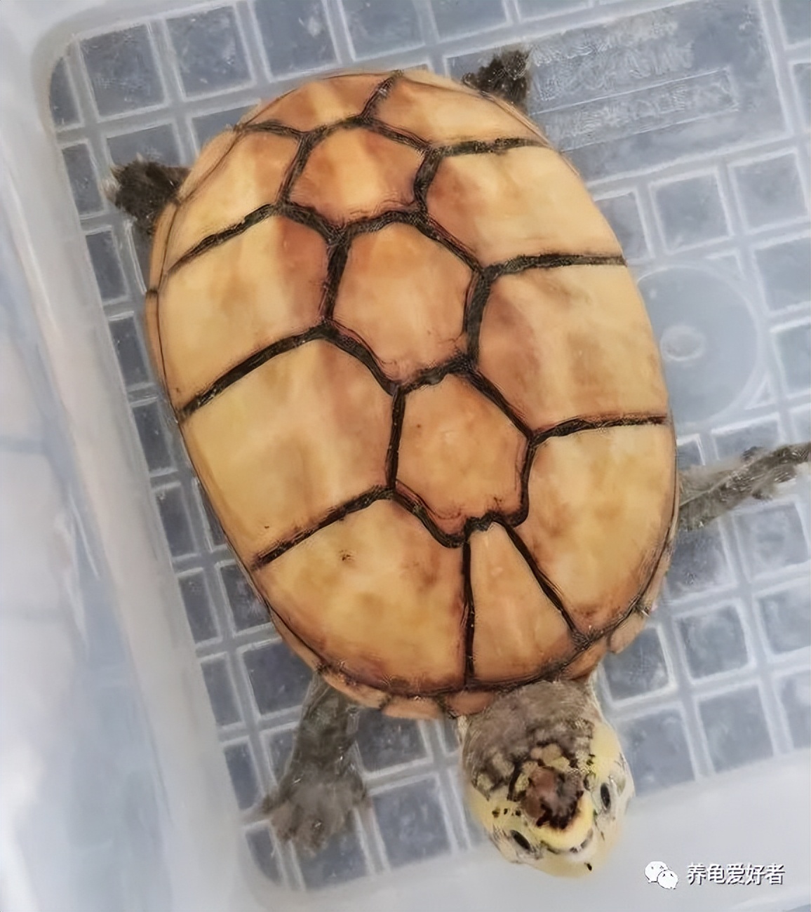 半年不用打理的养龟方法,怎样养龟水才不容易臭又不用换水