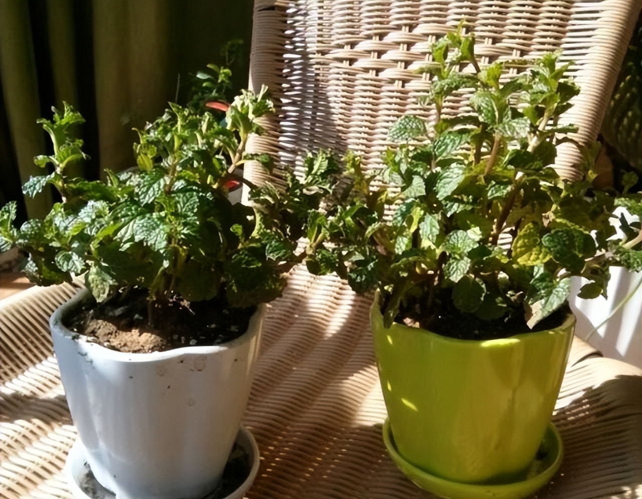 适合家养吸甲醛的绿植,适合家庭种植的除甲醛植物