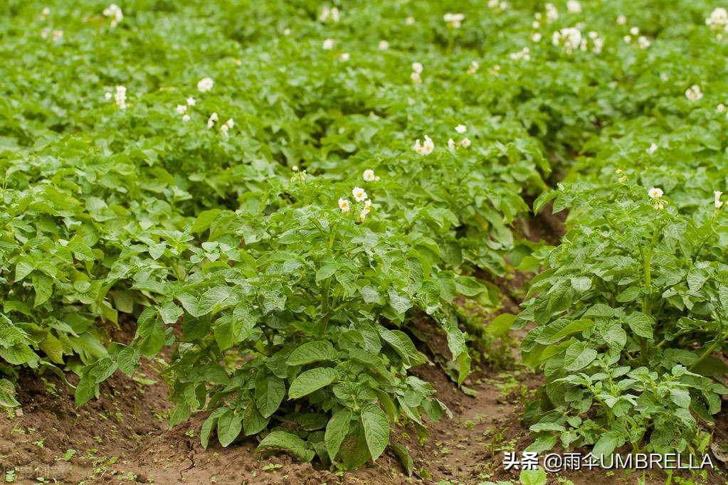 俄罗斯老金,吉林老金在俄罗斯