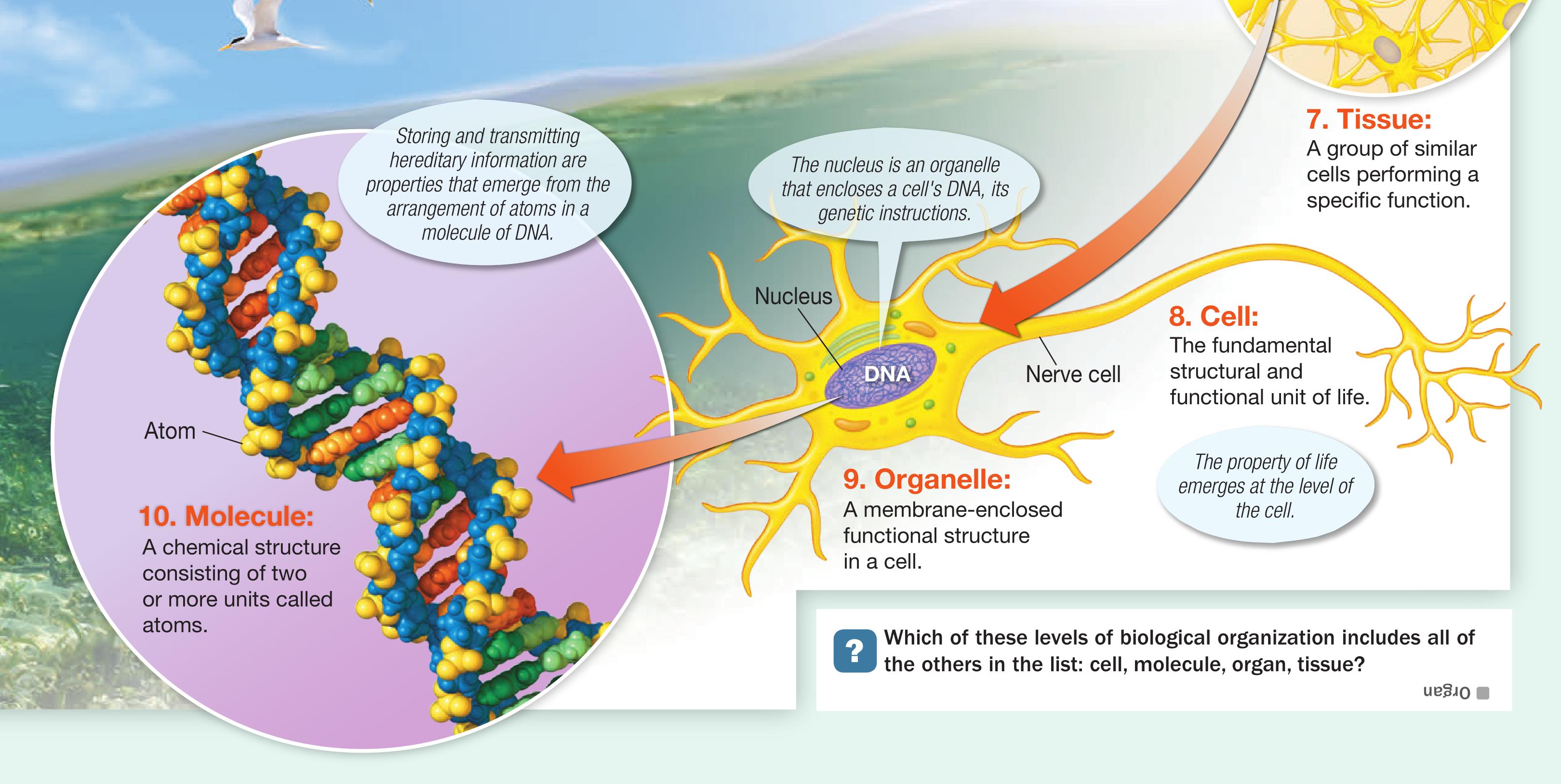 英语一周七天单词快速记忆,中小学生单词速记