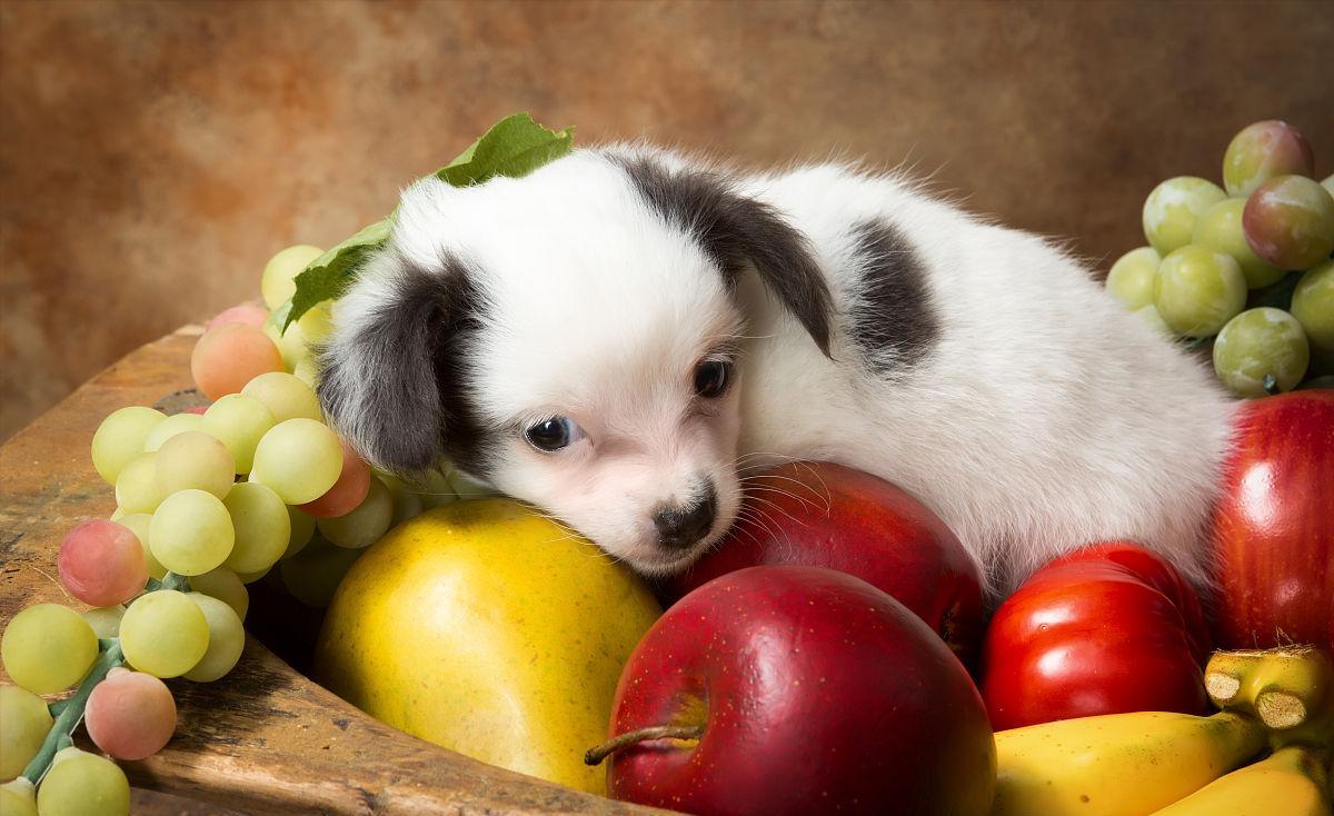 这20种食物，对狗来说是“毒药”，你还在给它吃吗？