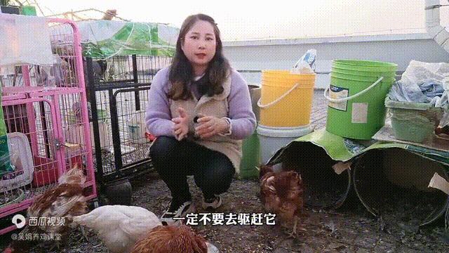 持续下雨散养鸡不进食生病怎么办,养鸡不消化吃什么药