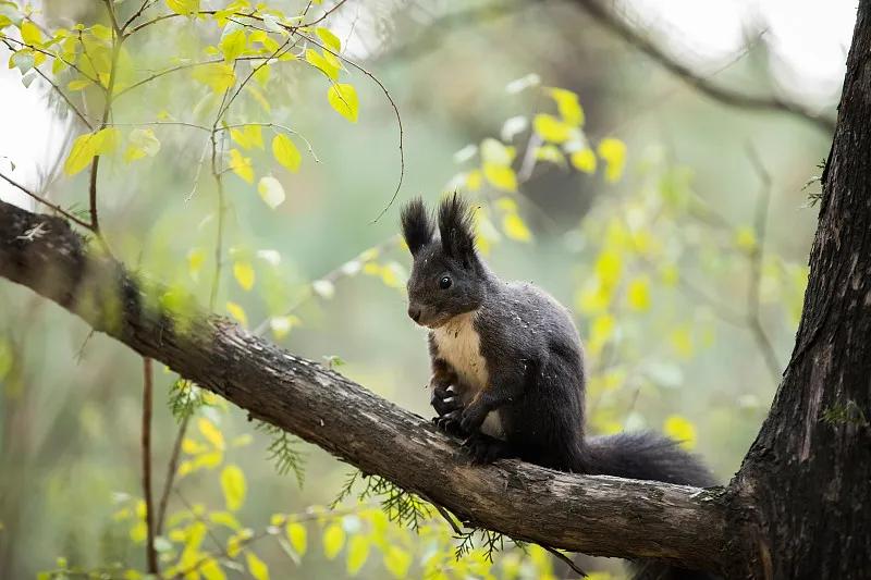 什么宠物对纯素食者最好,好养且可以食用的宠物有哪些