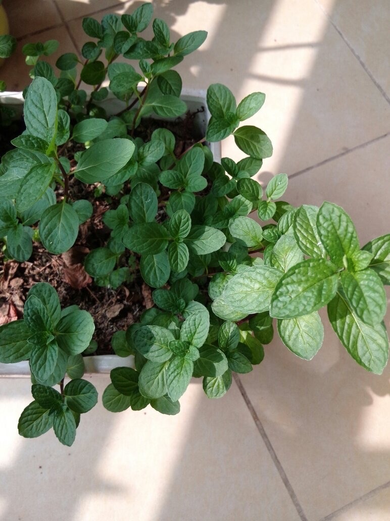 薄荷怎样养生长快速,花盆里栽的薄荷怎样让它枝叶茂盛