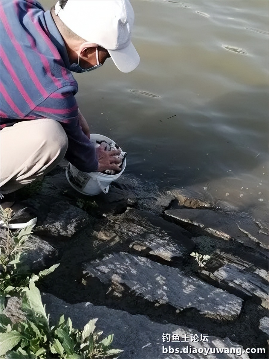 钓鱼王饵野钓破百尾
