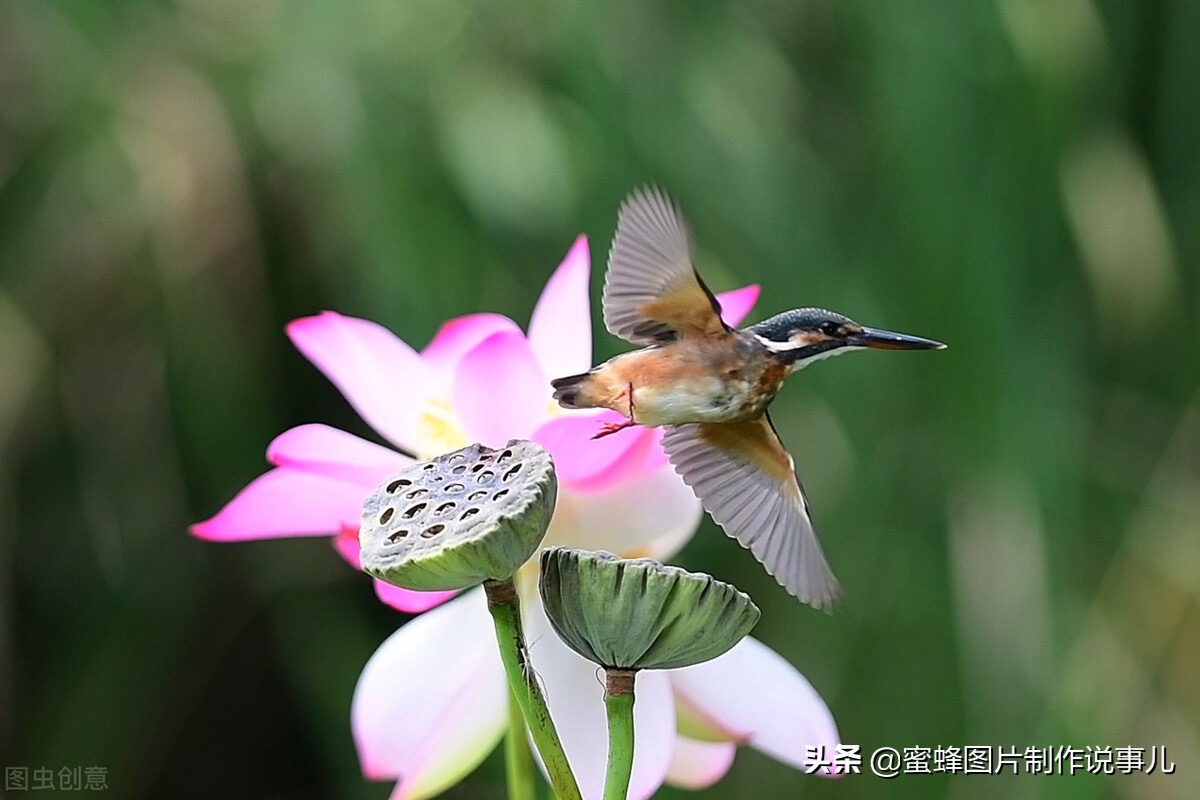 出淤泥而不染濯清涟而不妖深意,出淤泥而不染濯清涟而不妖相似词