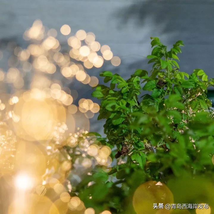 金沙滩啤酒城旅游,冬游西海岸走进金沙滩啤酒城