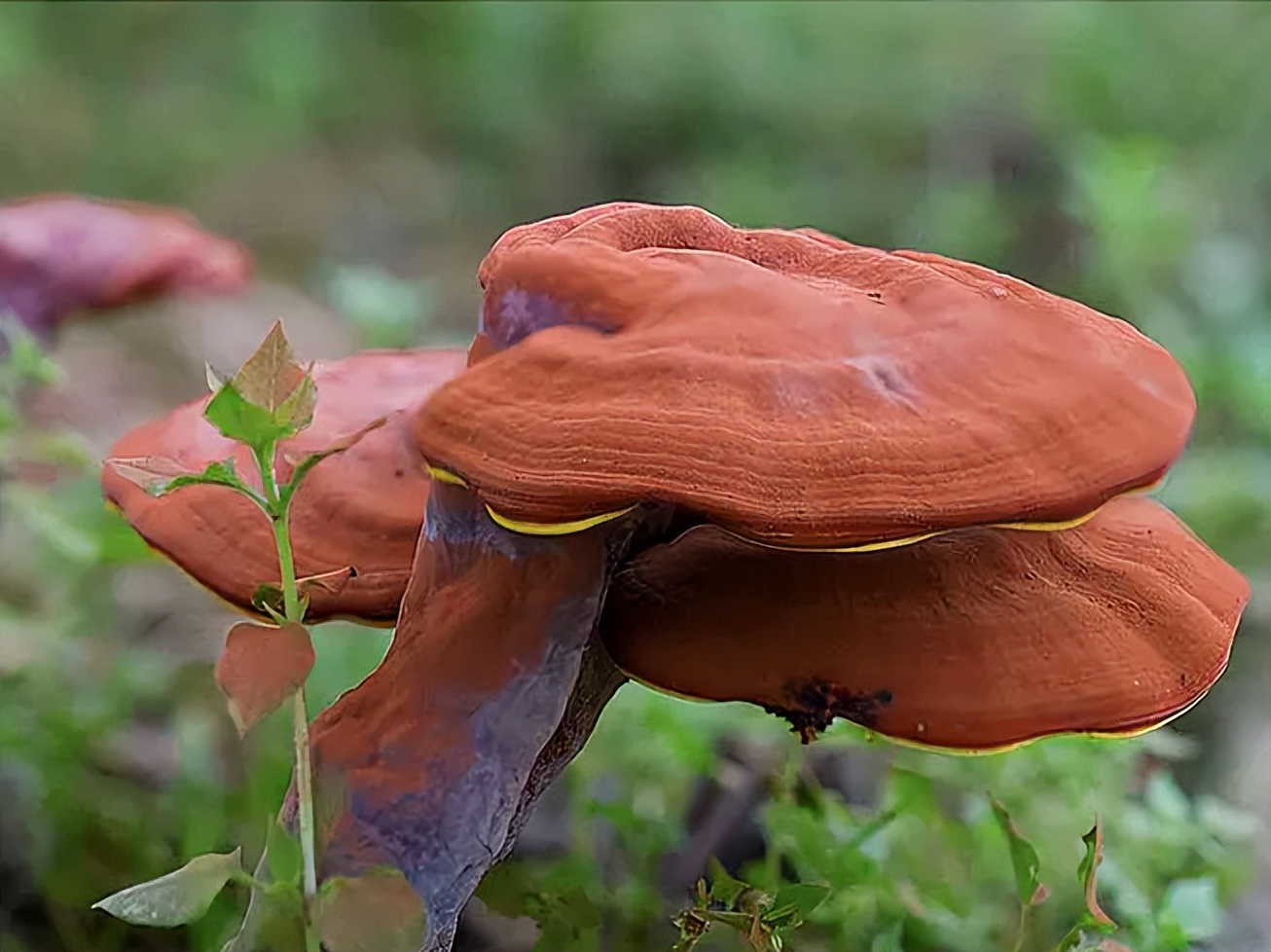 植物提取物是智商税嘛,植物提取物属于食品吗