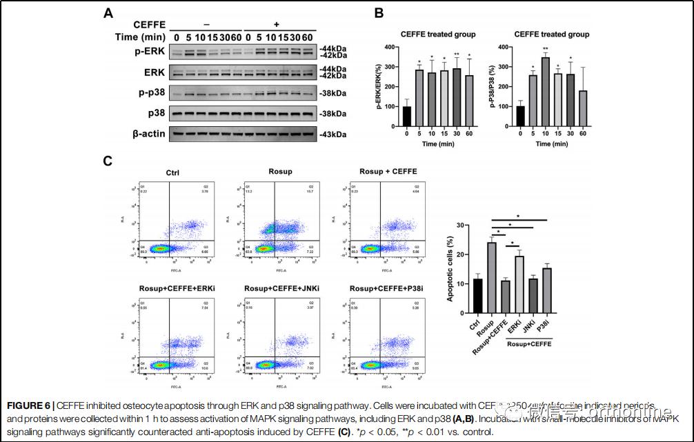 无细胞脂肪活性蛋白预防骨质疏松研究