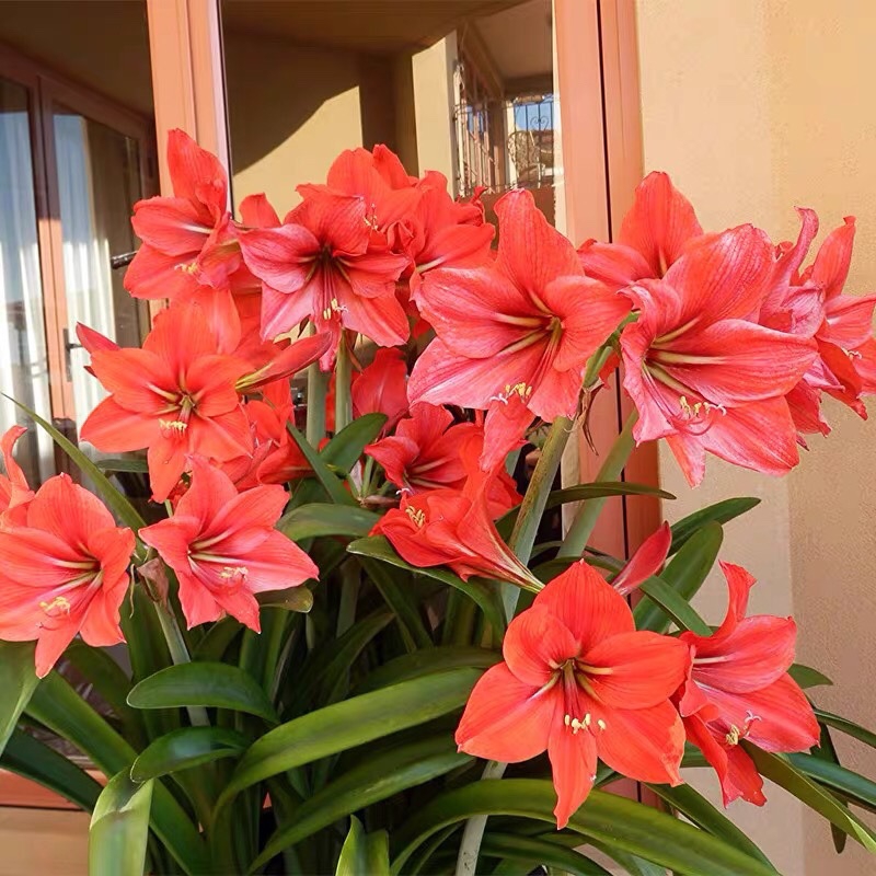 6种年宵花现在买最省钱,年宵花怎么养才旺财