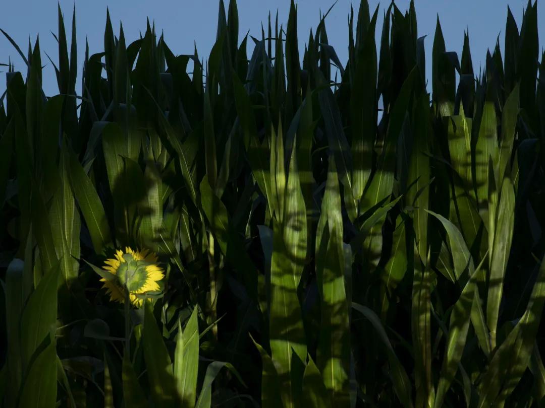 40张国际摄影奖顶尖作品震撼人心,世界摄影获奖人物震撼图