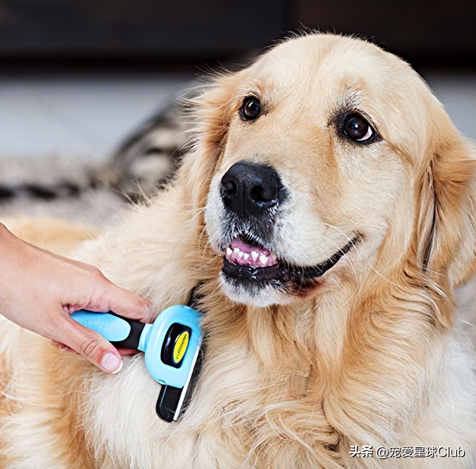 狗狗掉毛都快秃了还痒,狗狗尾巴毛掉秃了怎么回事