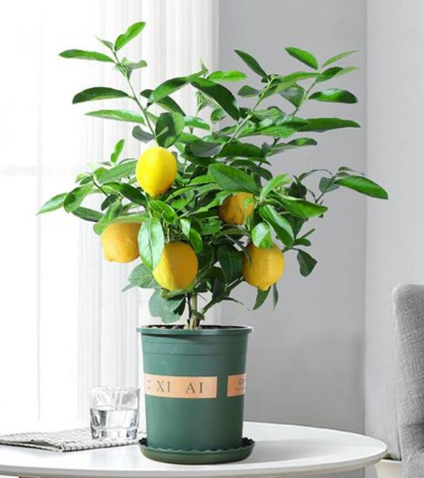 现代风好养的绿植搭配,好养简约风家里绿植