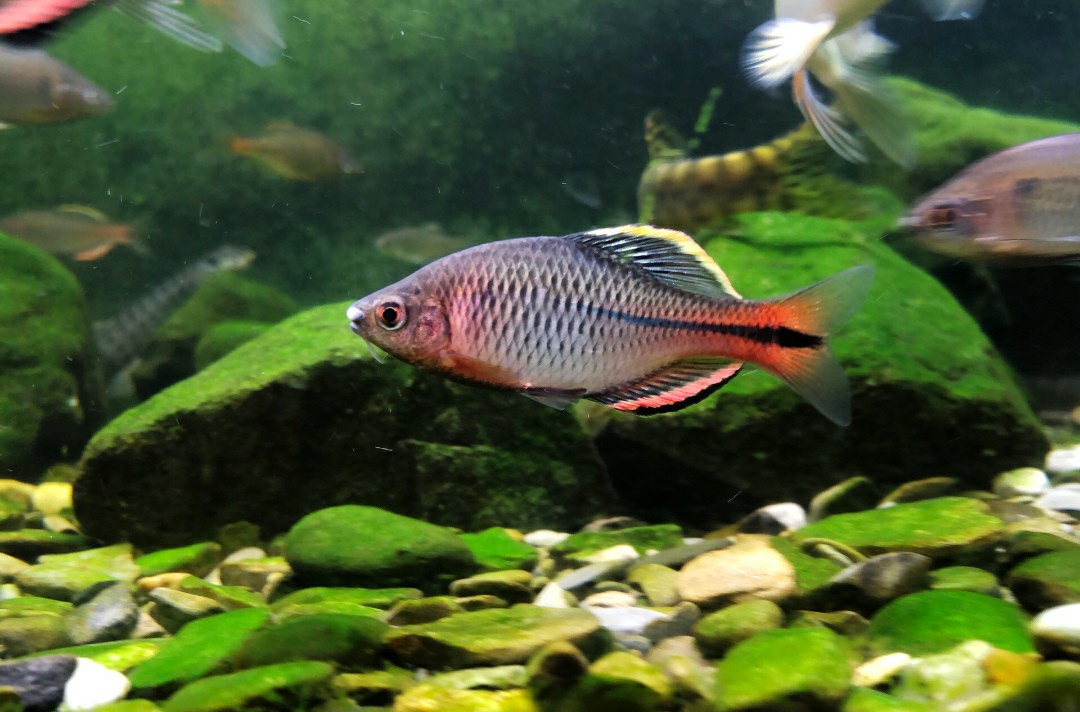 养鱼先养水的秘诀,养鱼先养水用什么药