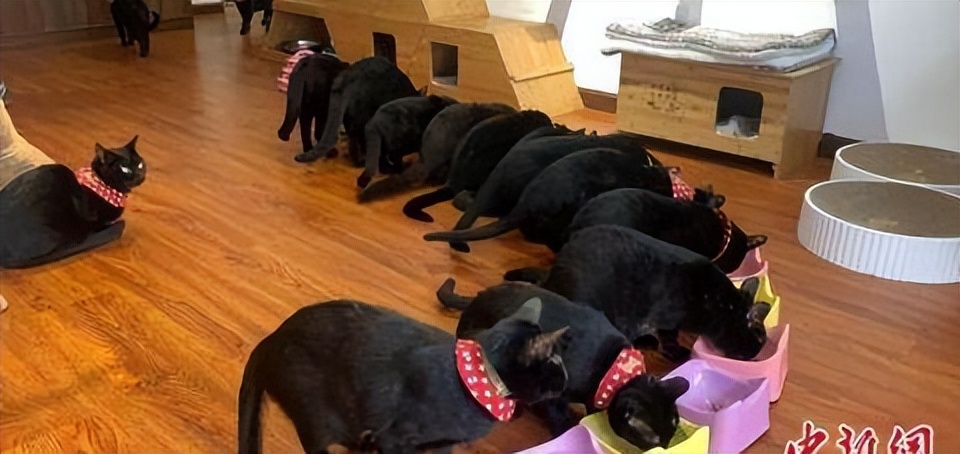 辛巴辛选618让消费更平等，武汉一猫咪咖啡馆：帮流浪动物找新家