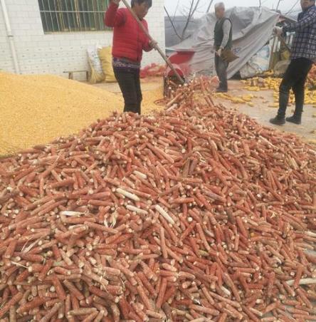 为什么玉米芯在韩国如此值钱,玉米芯卖到韩国挣钱吗