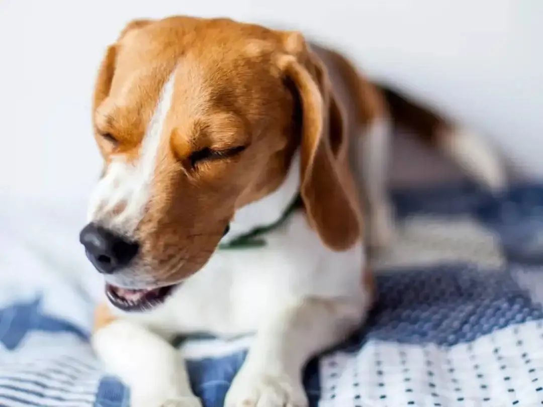 狗狗跑两步就气喘吁吁直接趴下了,狗狗气喘吁吁是什么原因