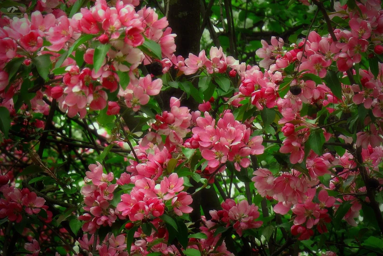 十大名花花卉,国画花卉图片大全