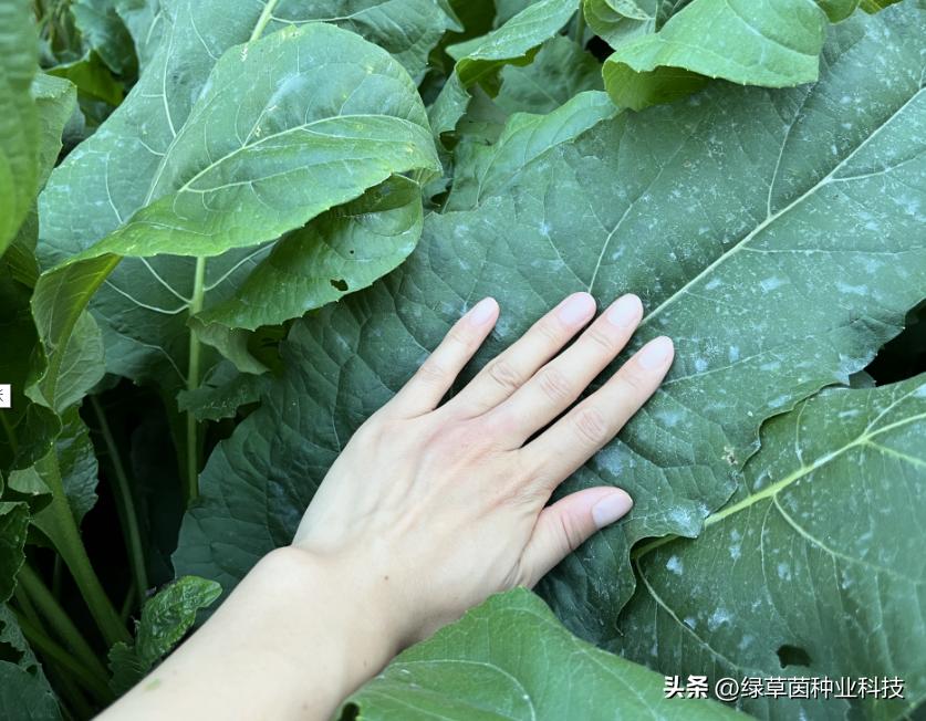 打着助农旗号的骗子,警惕乡村振兴补贴诈骗