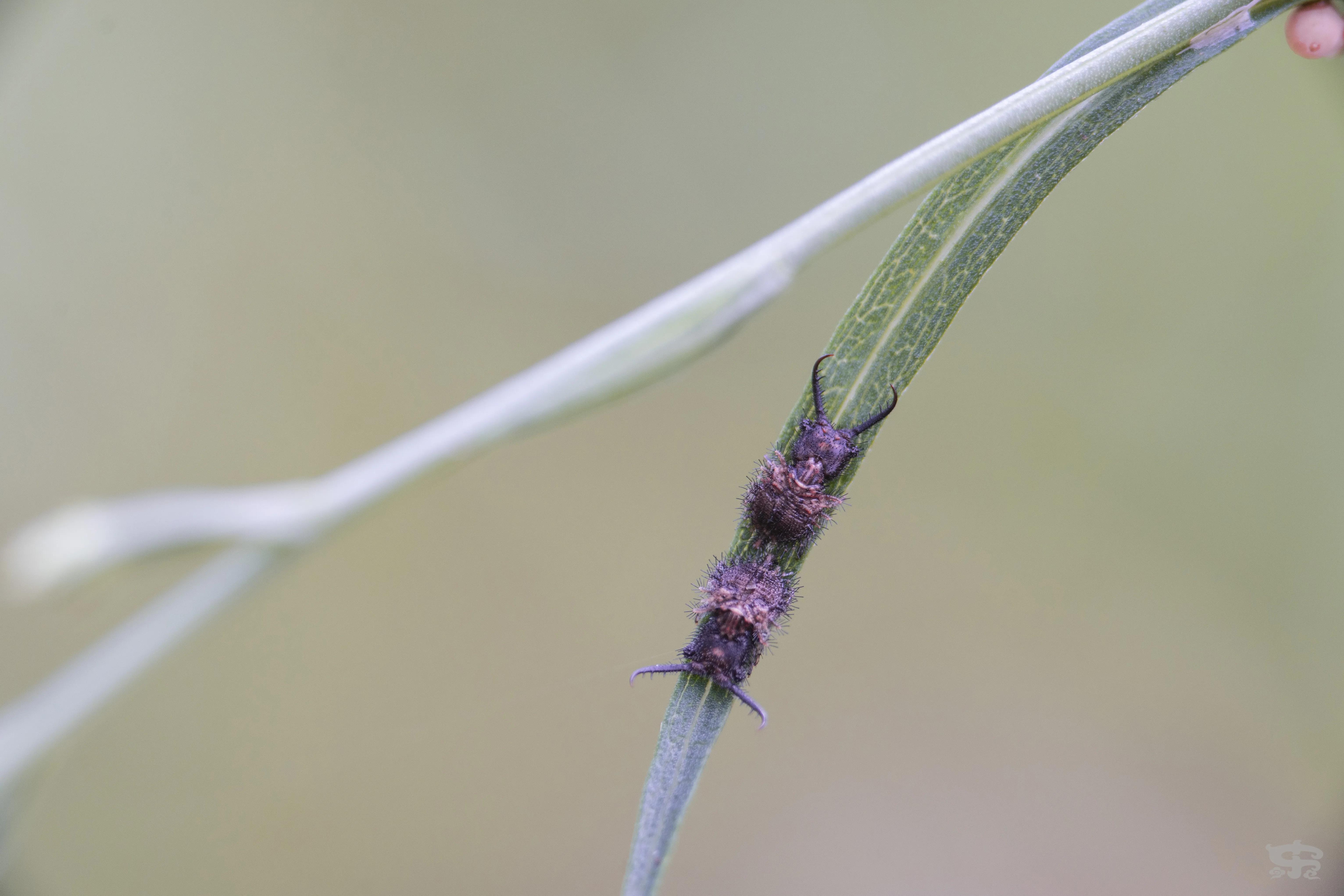 七工匠微距镜头60mmf2.8怎么用,七工匠60mm微距镜头上市