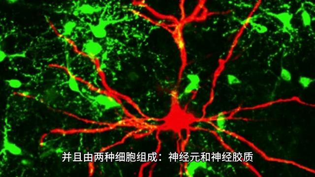 你知道吗，我们仅仅使用了大脑的10%吗？