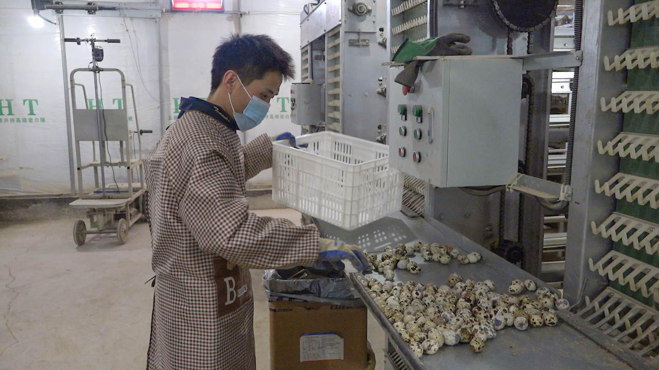 鹌鹑养殖500只投资多少钱,渭南鹌鹑养殖致富