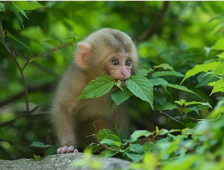 儿童画剪贴创意画教程6到12岁,儿童画猴教程