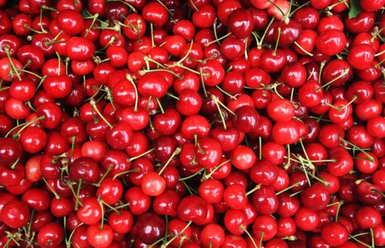 成都周边摘车厘子路线,成都车厘子在哪里拿货比较便宜