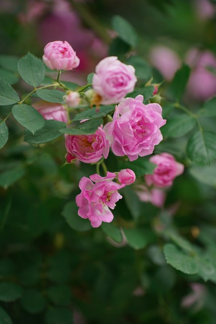 长篇励志小说《活在长冬也美丽》第十章做“鸡”