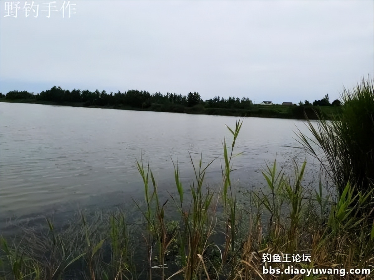 爽钓板鲫，今晚吃鱼