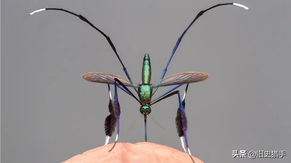 真实存在的十大奇怪动物,历史上无法解释的十大超自然动物