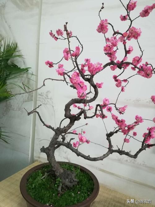 小梅花适合高盆还是矮盆,小梅花一年修剪几次