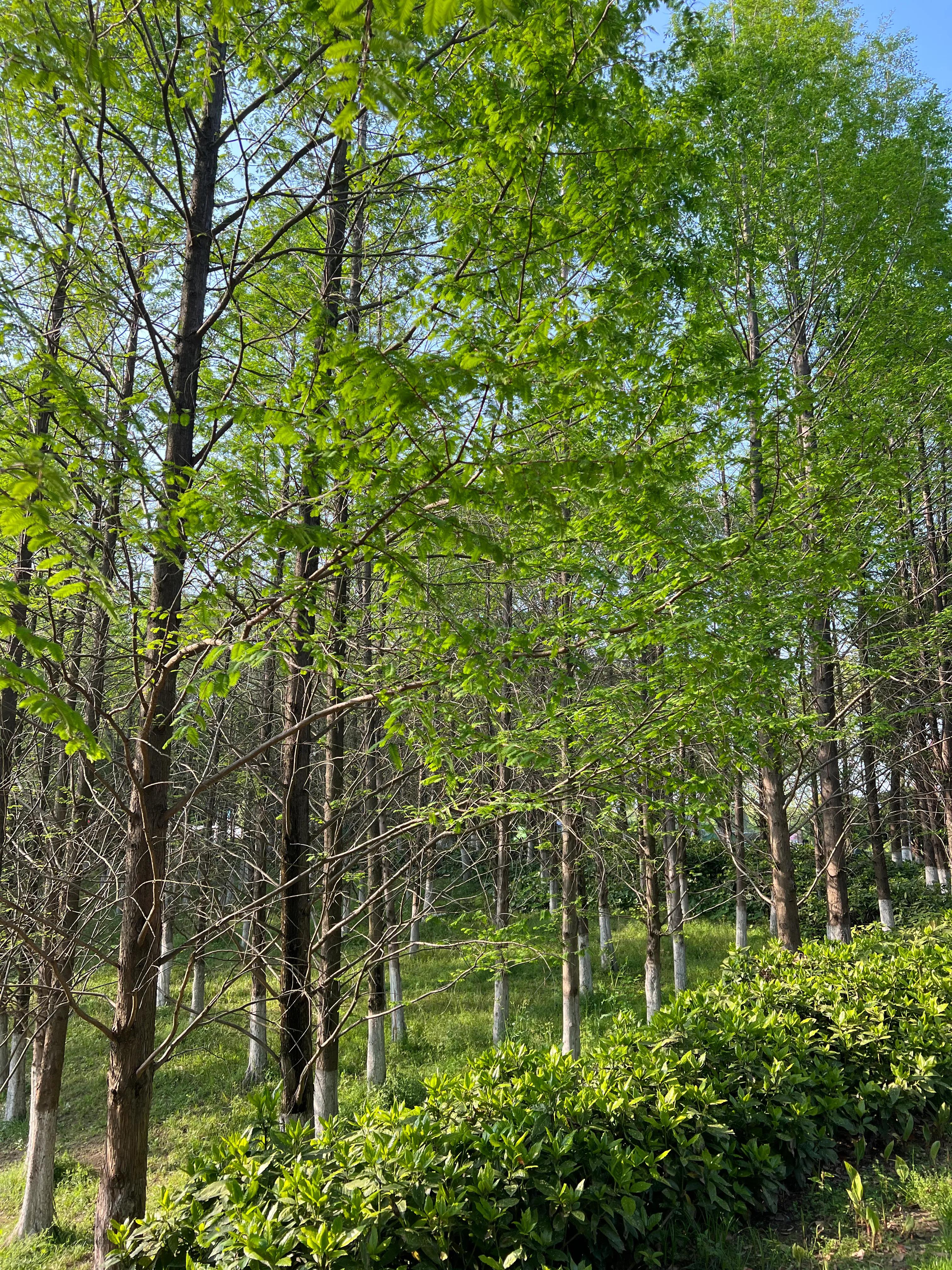 武汉园博园自然博物馆,武汉园博园门票